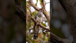 Melodious Madagascar Cuckoo's Call #shorts