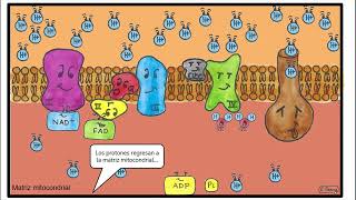 06. Cadena transportadora de electrones (2º Bachillerato)