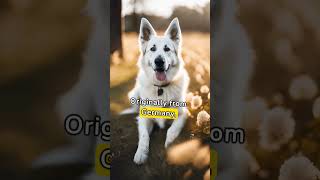 Learn more about White Shepherd Dogs #loyal #intelligent #