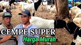 Kambing Cempe Super Harga Pasar milik Mas Deki 🥰🥰🥰‼️‼️