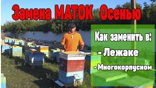 Три способа, замены матки Осенью без потери пчеломаток.