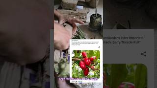 jio online shopping miracle berry fruit plant unboxing with review knowlege