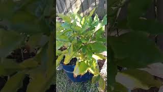 Coffee plant # Involving kids in gardening #