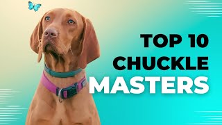 Ranking The Top 10 FUNNIEST Dog Breeds (Hilarious Dogs)