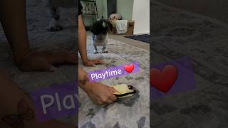 let's go.. #happysworld #youtube #viral #love #dog #cute #ytshorts