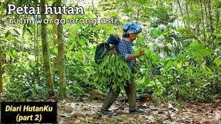 Diari HutanKu: Rutin warga Orang Asli di hutan.