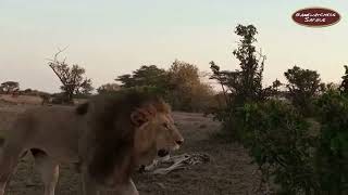 Male Lions of Ol Kinyei Conservancy as Seen on Friday Morning