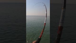 How To Cast Shore Jigging #short #shortvideo #shortsfeed #fishing