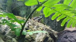 More frogs aquarium of the Pacific