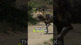 Meet the Truly Remarkable African Wild Dogs! #shorts