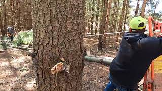 Major Tree Removal & Logging