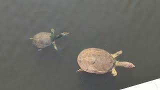 A Momma Box Turtle and Her Babies Swimming in Sarasota Florida