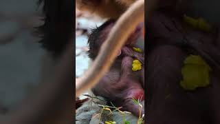 Ep390. Adorable Monkey Has the Cutest Reaction to Meeting a New Friend