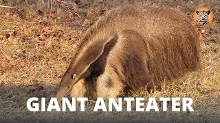 EcoQuest Safari | Giant Anteater of the Pantanal