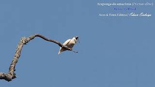 Araponga-da-amazônia (Procnias albus) White Bellbird