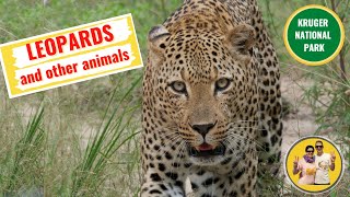 Leopards, rhinos and birds of Kruger National Park (South African safari)