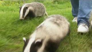 Badger cubs exercise