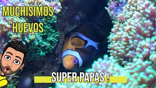 Peces Payaso en acuario haciendo puesta - Cria de peces payaso