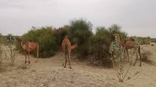 Three camels eating together in thar desert | Beautiful camels