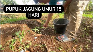 PUPUK JAGUNG UMUR 15 HARI