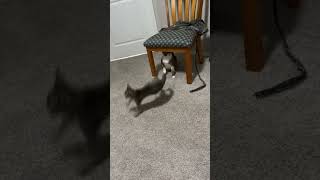 Real ninja kitten