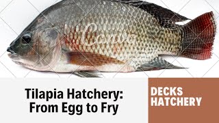 Tilapia Fish Farming; from egg to fry