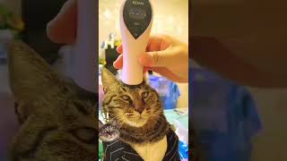 HILARIOUSLY FUNNY CATS COMPILATION 😹😂