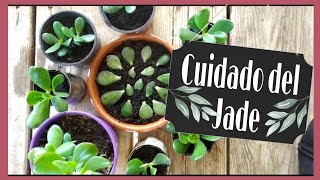 Reproducir árbol del JADE ( trasplantar jade )