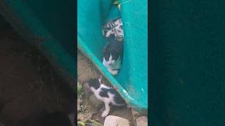 Funny kittens 😸 #kittty #cat #kitten #catlover #funnykittens #crazykitty #shortsvideo