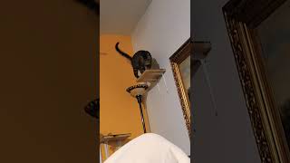 Cat Jumping Down Parkour