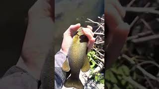 Small Mouth out of drainage ditch. #shorts #subscribe #river #fish #bass