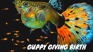 A Guppy Fish Giving Birth to 46 Babies | Pregnant Female Guppies