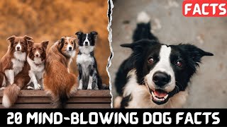 20 Mind-Blowing Dog Facts That Will Amaze You!