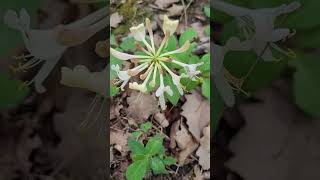 Le Chèvrefeuille : Fleur du Docteur Bach - Honeysuckle: Flower of Doctor Bach