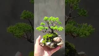 Bonsai mini xinh xinh trong lòng bàn tay