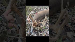 Monster Buck! #hunting #deer #bucks #outdoors #shorts #huntingseason #nature #indiana