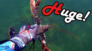 Seafoodhunt - Catching a huge 1,5kg Lobster by hand - in ice cold Water (4°C)