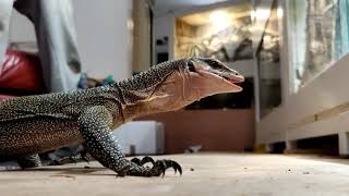 Feeding Monitor Lizard - Making It Chase Its Prey