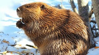 Как живут речные бобры на Смоленщине! Интересно! The life of beavers!