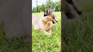 Big Floppa Caracal Cat Animal Grass Eating #shorts