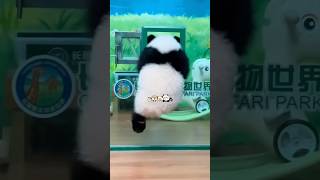 #熊猫 #panda 妹猪越狱进行时。。。穿着蕾丝边毛袜子，两只jiojio倒腾的好快 🤩🤩