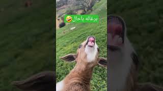 بزغاله باحال 🤣😆😂