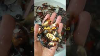 kaliko fish ماهی کالیکو