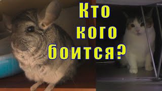 ДВЕ КОШКИ И ДВЕ ШИНШИЛЛЫ/ КТО КОГО БОИТСЯ?