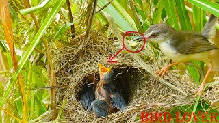 One week latter , four chicks in the nest can fly