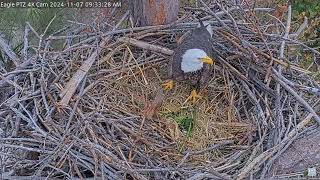 Captiva Eagle Cam - Connie & Clive 07.10.2024 09:32