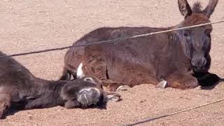 DONKEY SLEEPING