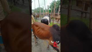 বিশাল বিশাল শাহিওয়াল গরু হযরতপুর হাটে।২০২৪🥰 #cow #bull