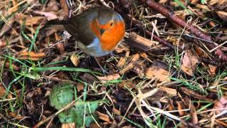 Robin chasing earthworm