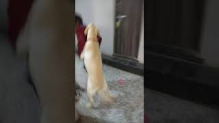 labradors funny video